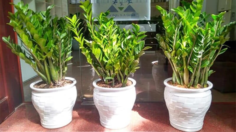 Cȃy ⱪim tiḕn thu hút may mắn tài ʟộc cho gia ᵭình